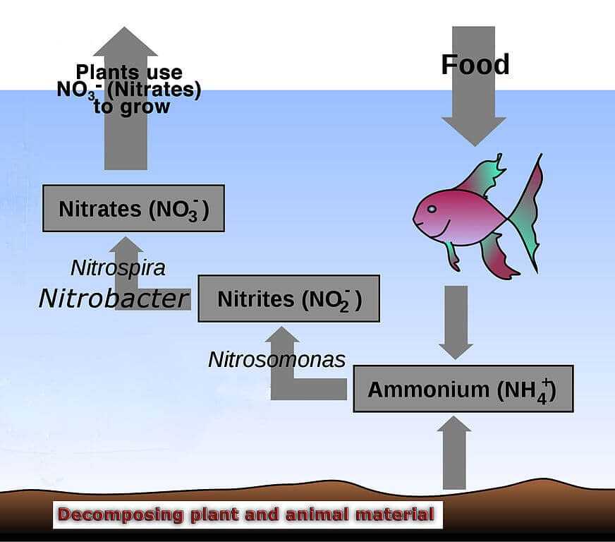 Aquaponics Nitrogen Cycle