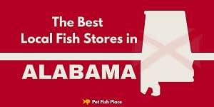 Best Stores Alabama Feature