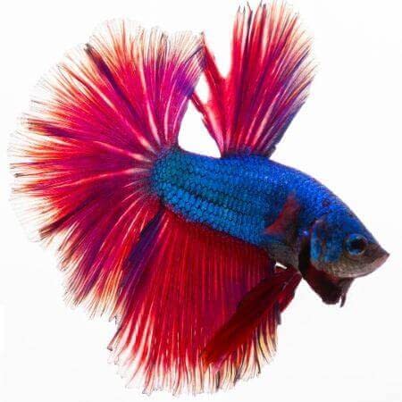 Betta Fish Color Variations - Pet Fish Place