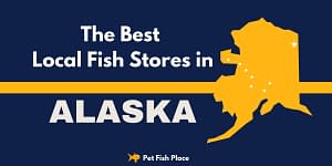 Best Stores Alaska Feature