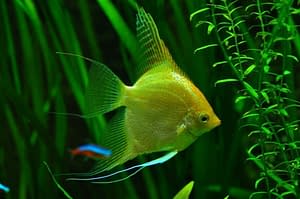 Gold Angelfish header