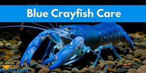 Blue Crayfish Feature