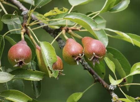 Pear Safe Driftwood