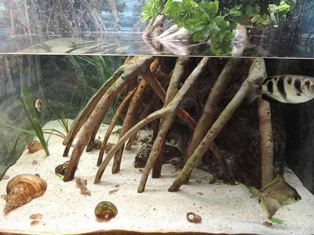 Manzanita Driftwood 5lb Petrified Wood for Aquariums 