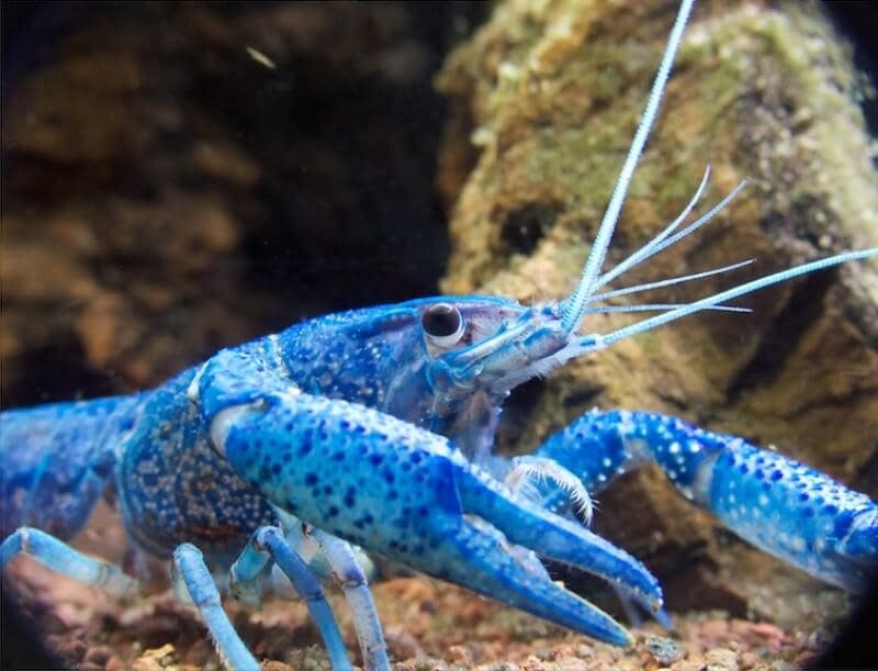 Blue Crayfish Closeup