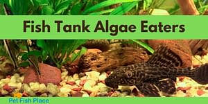 Fish Tank Algae Eaters
