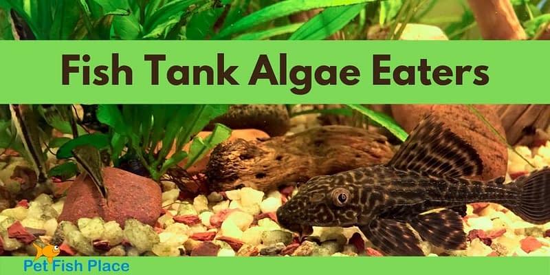Fish Tank Algae Eaters