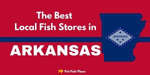 Best Stores Arkansas
