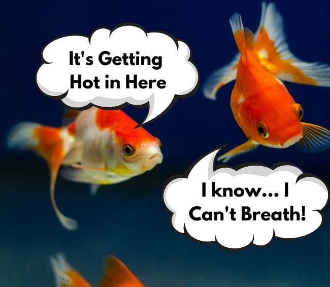 Goldfish can't breath