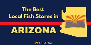 Best Stores Arizona Feature