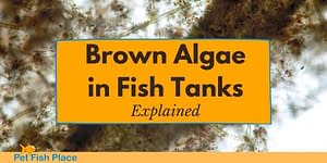 Brown Algae In Fish Tanks