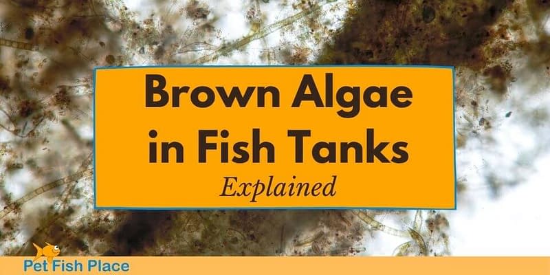 Brown Algae In Fish Tanks