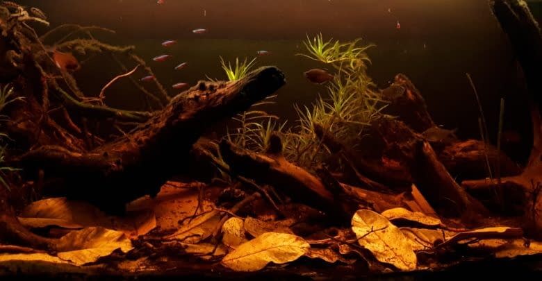 Blackwater Aquarium Catappa Leaves