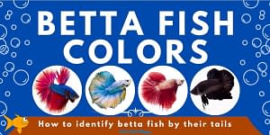 Betta Fish Colors Banner