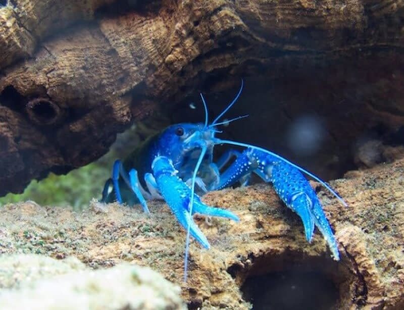 Blue Crayfish on Driftwood